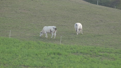 white cows grazing grass in rural countryside farm