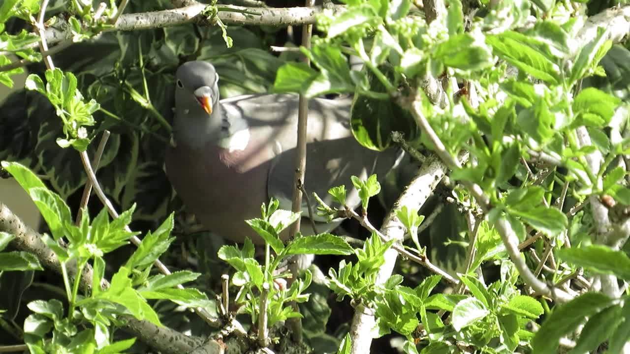 Clip of a lovely pigeon among some green tree brunches