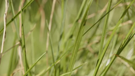 Macro-of-blades-of-green-grass-in-a-dry-garden