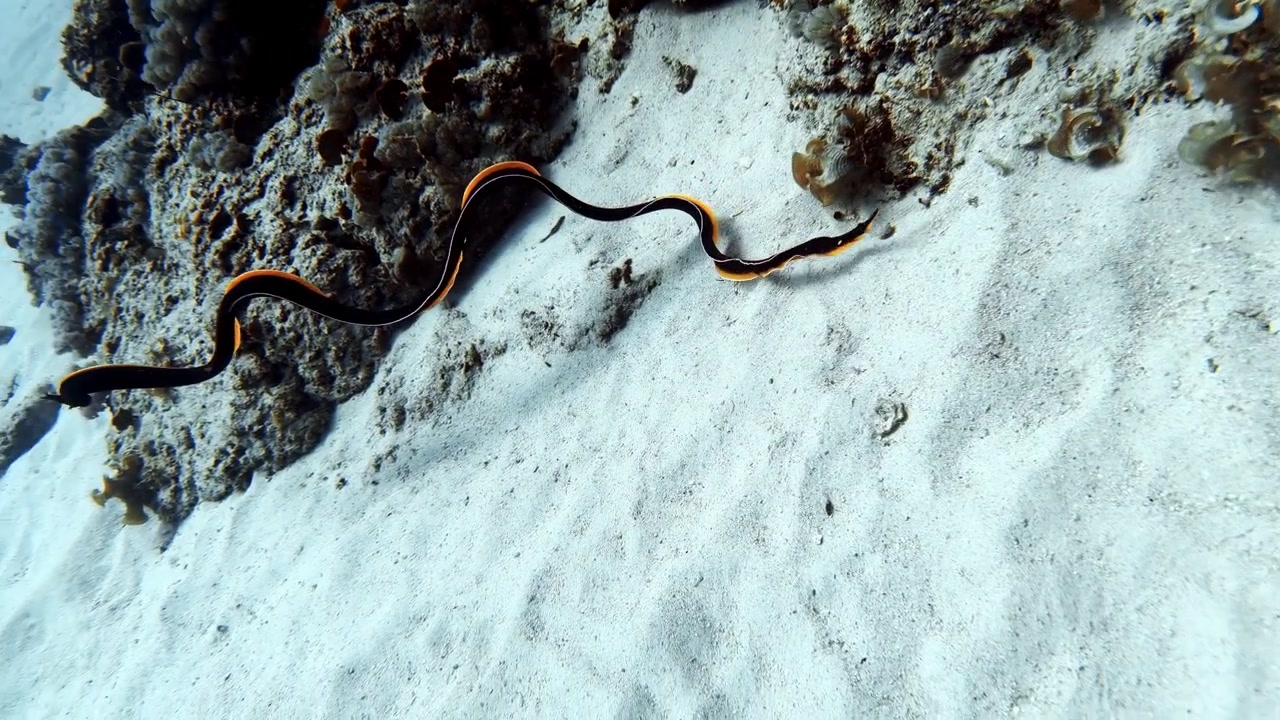Enguia-fita preta nadando sobre um recife de areia nas Ilhas Maurício. Filmagem subaquática de vista superior revela seu corpo marcante preto e laranja movendo-se por um fundo do mar tropical brilhante.