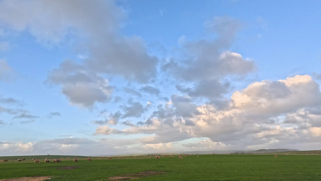ovejas pastando bajo un cielo parcialmente nublado