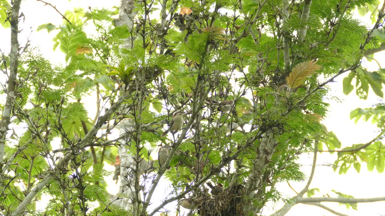 Group Of Rufous Naped Wrens Perched On Tree Branch. Low Angle, Locked Off