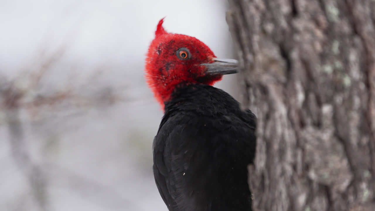 Adult Male of Magellanic Woodpecker in the southern Forest of Patagonia. Slow-Motion close-up of bird pecking on a tree.