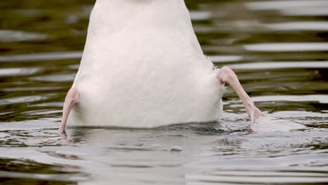 macro close up of diving swan hunting underwater - head underwater legs in the air