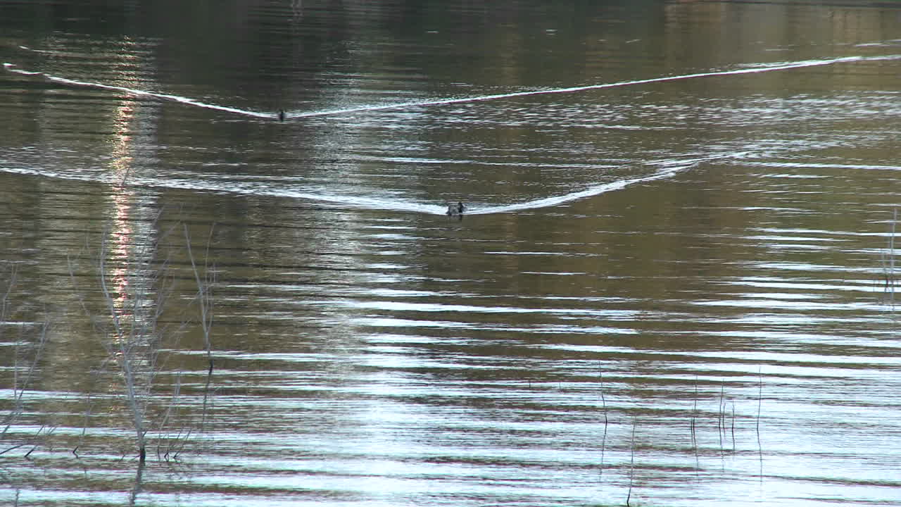 утки на озере каситас в зоне отдыха в оук вью калифорния