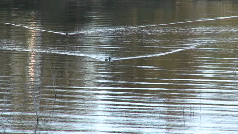 Enten-Auf-Lake-Casitas-Erholungsgebiet-In-Oak-View-Kalifornien