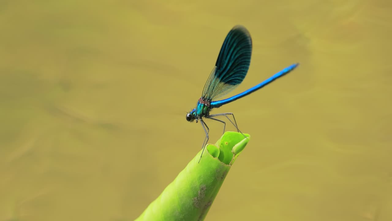 la hermosa demoiselle (calopteryx virgo) es una damselfly europea perteneciente a la familia calopterygidae. a menudo se encuentra a lo largo de aguas de flujo rápido donde está más en casa.