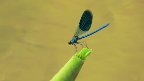 Die-Schöne-Prachtlibelle-(Calopteryx-Virgo)-Ist-Eine-Europäische-Libelle,-Die-Zur-Familie-Der-Calopterygidae-Gehört.-Man-Findet-Ihn-Häufig-An-Schnell-Fließenden-Gewässern,-Wo-Er-Am-Heimischsten-Ist.