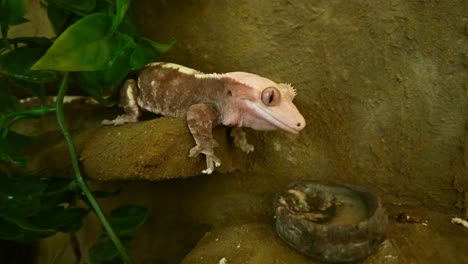 Harlequin crested gecko leans down from rock shelf to eat from stone bowl. Pink tongue extended in close-up highlights exotic pet feeding behavior in natural enclosure