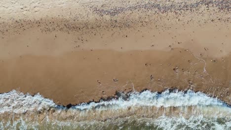 aerial drone footage of baltic sea waves crashing against sandy shoreline in latvia scenic top-down view of coastal landscape on a bright sunny day with natural rhythmic ocean motion