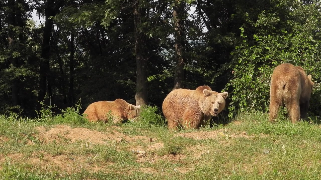 Three Brown Bears Resting and Moving in a Forest Clearing