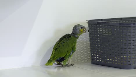 green yellow baby parrot of 2 months walking next to gray basket against white wall, looking around curious