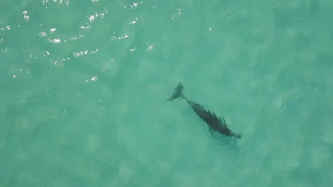 Nahaufnahme-Von-Oben-Nach-Unten-Luftaufnahme-Eines-Delphins,-Der-Im-Sommer-In-Den-Gewässern-Des-Ozeans-Nahe-Der-Küste-Australiens-Schwimmt