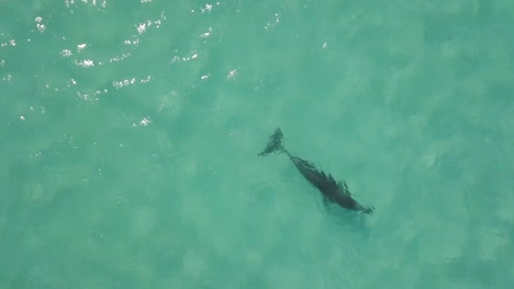 close top down aerial view of a dolphin swimming in the ocean waters near the coast of australia in the summer