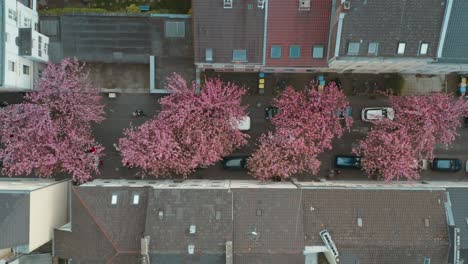 Drone---Aerial-top-shot-of-the-Kirschbluete-Cherry-Blossom-in-the-Heerstraße-Heerstreet-Breitestraße-Bonn-25p