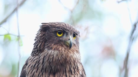 Super-Close-up-of-a-alert-Brown-Fish-Owl-against-a-soft-blue-background-in-Jungle