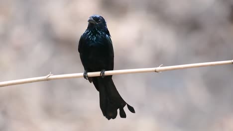 Der-Haarhauben-Drongo-Oder-Ist-In-Asien-Ein-Vogel-Aus-Der-Familie-Der-Dicruridae,-Der-Mit-Dicrurus-Bracteatus-Oder-Spangled-Drongo-Konspezifisch-War,-Bei-Dem-Es-Schwierig-Sein-Kann,-Ihn-Voneinander-Zu-Unterscheiden