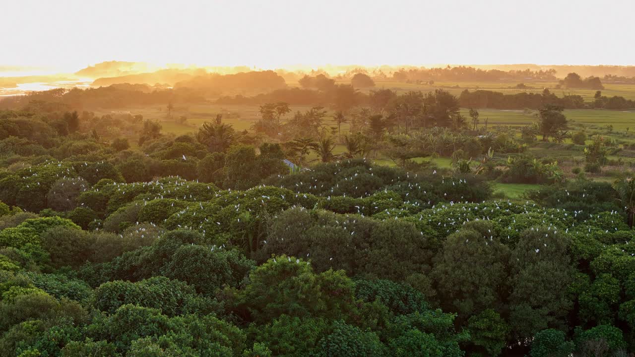 Indonesian sunset and jungle with white birds, aerial view