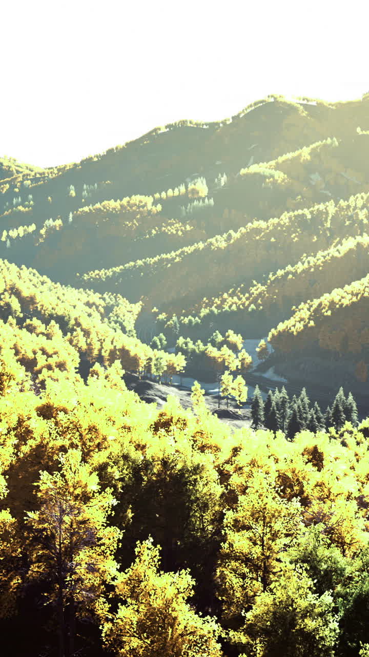 Golden trees bathe in sunlight across rolling hills during autumn