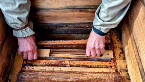 beekeeper inspecting honeycomb frames in a beehive