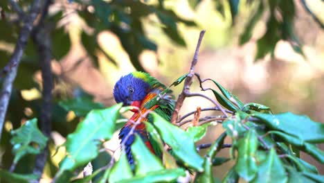 lorikeet arcobaleno, trichoglossus moluccanus avvistato appoggiato su un ramo di albero nel suo habitat naturale, pulendo e pulendo il suo bellissimo piumaggio vibrante e colorato circondato da fogliame verde