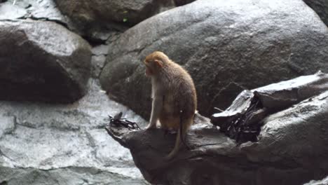 monkey sitting on rocks