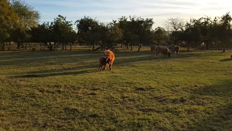 Cattle-grazing-on-farm-field-in-Germany-with-calves