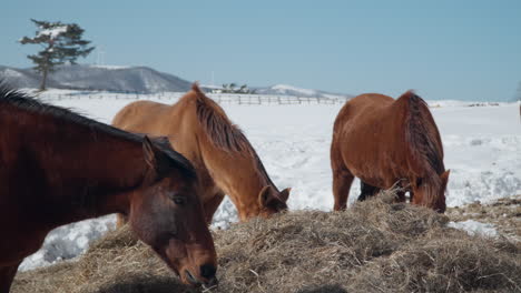 Nahaufnahme-Von-Wunderschönen-Braunen-Pferden,-Die-Im-Winter-Auf-Der-Schneebedeckten-Daegwallyeong-Sky-Ranch-Trockenes-Heu-Grasen