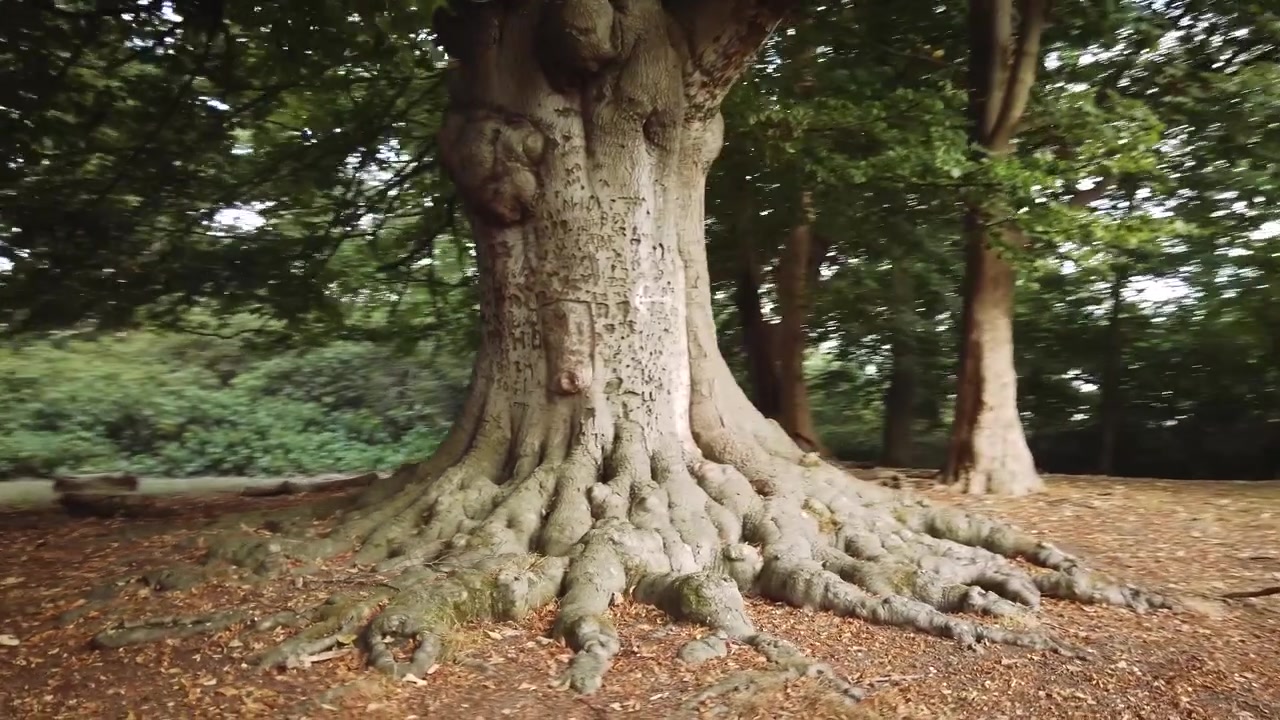 An old tree with interesting, knotty roots in Richmond Park, London