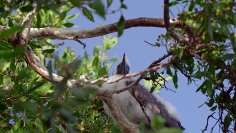 Ein-Junger-Rotfußtölpel-Sitzt-Auf-Dem-Ast-Eines-Baumes-Auf-Little-Cayman-Auf-Den-Kaimaninseln