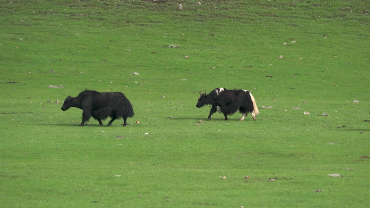Sekelompok Yak Merumput di Padang Rumput Gunung yang Hijau