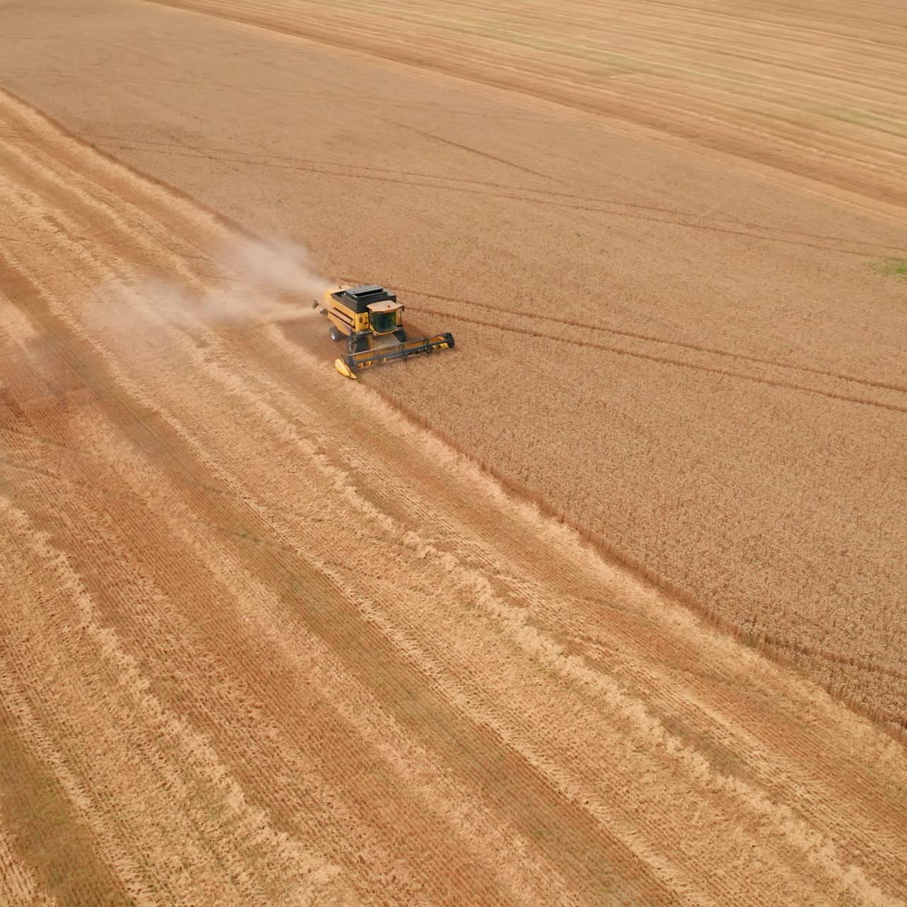 Yellow combine mowing ripe wheat in the abundant field. Season of harvesting in the farmlands on summer day. Top view