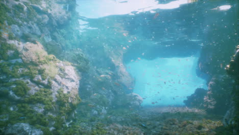 a stunning underwater scene with fish and coral