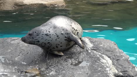 le phoque commun repose sur le rocher p1