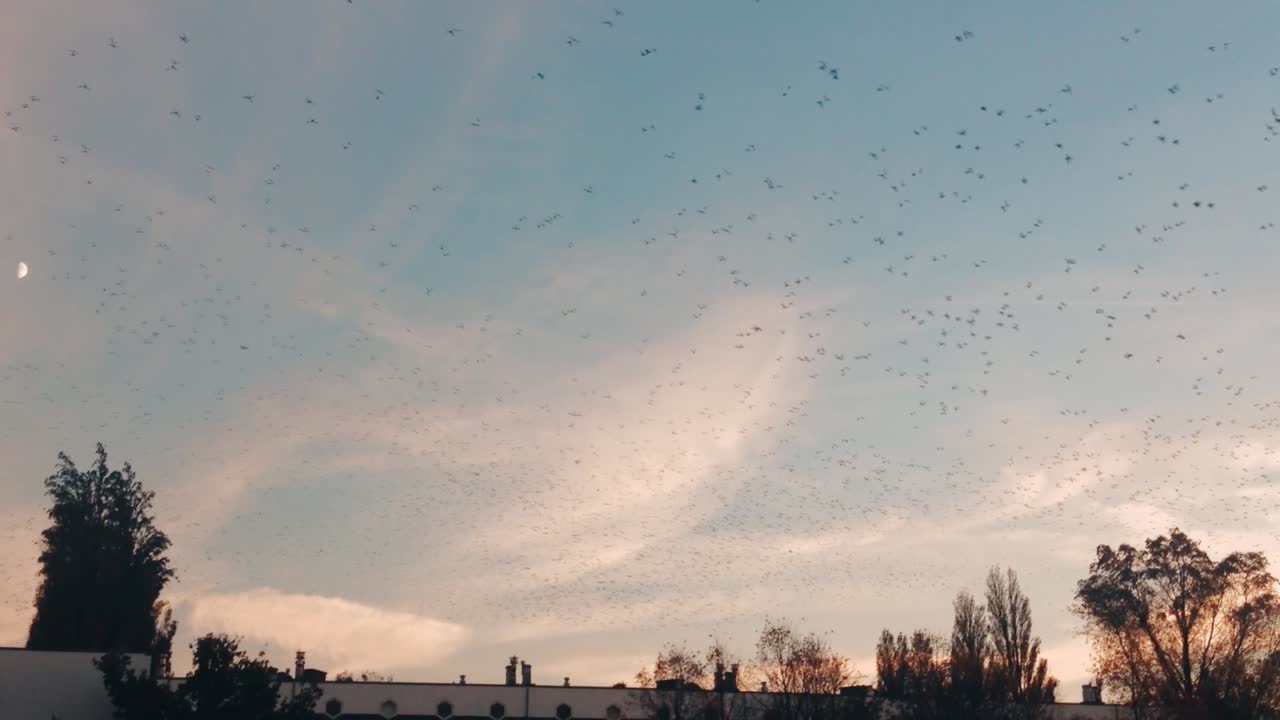 Flock of birds Blue Sky