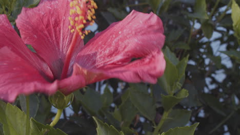 Eine-Rosa-Blume-In-Einer-Mittleren-Brise