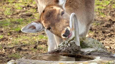 close up shot of deer drinking water from faucet outdoor in nature countryside