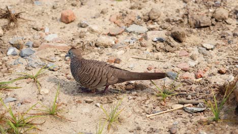 a bird searches for food on the ground