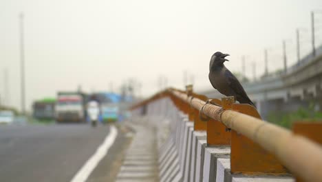 一只黑鸟从路边起飞