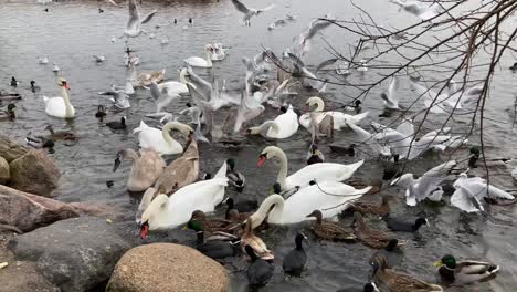 flock of birds fly and fight for food thrown by people at lake