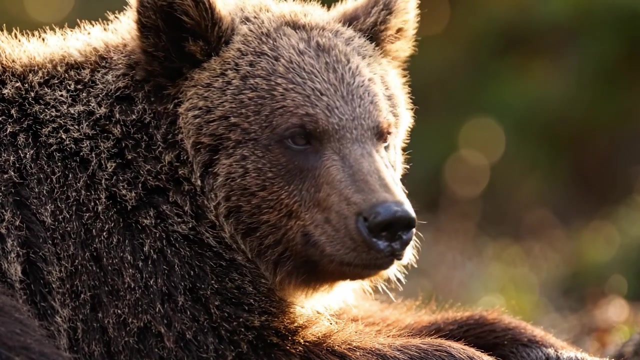 Un momento sereno: un orso bruno che si rilassa alla luce del sole, catturando la tranquillità della natura e la bellezza della fauna selvatica attraverso la fotografia ravvicinata