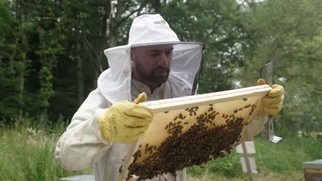 apiary on field