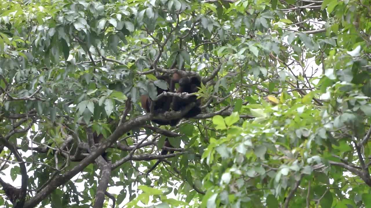 alouatta palliata или обезьяны-ревуны в коста-риканских джунглях