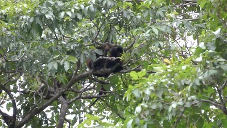 alouatta palliata o monos aulladores en la selva costarricense