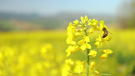 Abejas-Insectos-Recolectan-Néctar-En-Flores-Amarillas-De-Colza-Abeja-Melífera-Ocupada-En-El-Campo-De-Semillas-Oleaginosas-Trabaja-Duro-Para-Recolectar-El-Polen