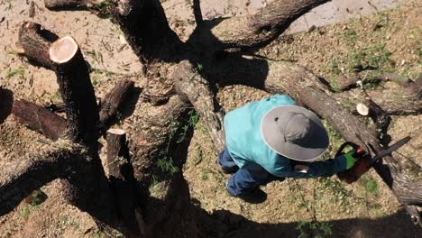 Antena-Un-Hombre-En-Un-árbol-De-Mezquite-Coloca-Su-Motosierra-En-Una-Rama-Grande-Y-Gruesa-Preparándose-Para-Cortarla