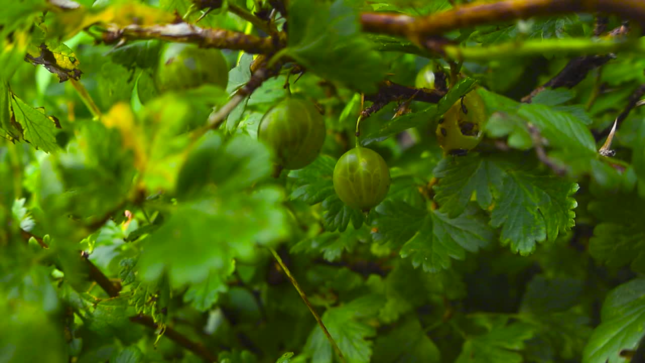 Close up view of colorful green healthy and tasty gooseberries or berry hanging on a leafty green bush during day time. Thorns and branches visible moving in the wind