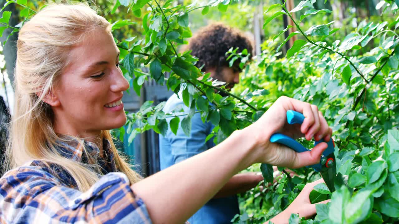 hermosa mujer podando una planta con tijeras de poda