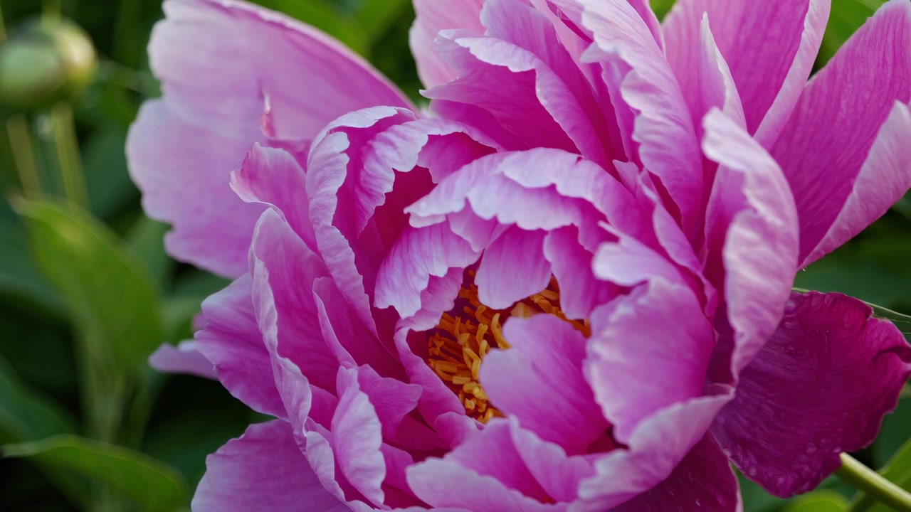 Gros plan d'une fleur de pivoine rose éclatant épanouie dans un jardin