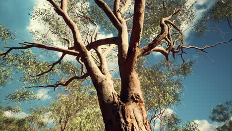 eucaliptus in Australia red Center